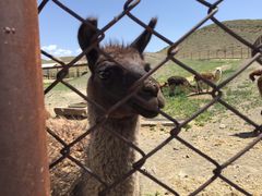 -新疆天山野生动物园