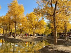 -金塔沙漠胡杨林景区