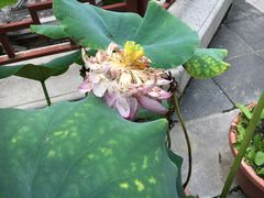 -湘子庙