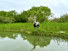 -溱湖国家湿地公园