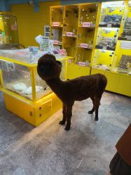 -神奇动物撸宠馆·羊驼·小浣熊·异宠(豫园店)