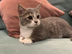 -袖虎·猫馆(体育西路店)