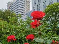 -中国中医科学院望京医院(院本部)