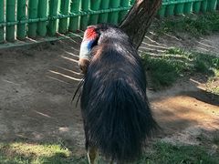-西霞口神雕山野生动物世界