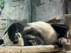 -栾川竹海野生动物园