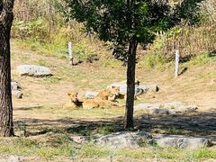 -北京野生动物园