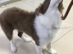 -宠颐生中康贝怡动物医院
