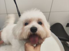 -帕帕拉兹宠物(亚洲旗舰店)