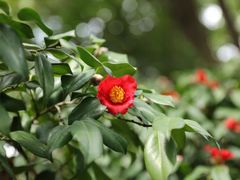 -金花茶公园