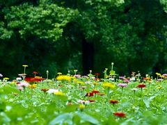 -上海共青森林公园