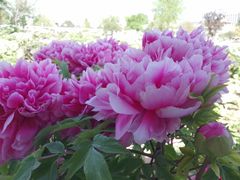 -曹州百花园