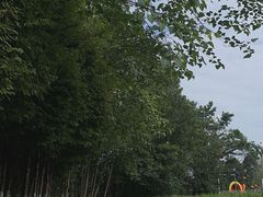 -桤木河湿地公园