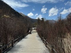 -稻城亚丁景区-冲古草甸