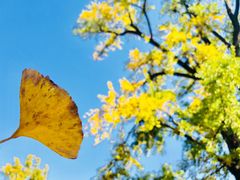 -千年银杏谷文化旅游区