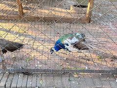 -长白岛森林公园