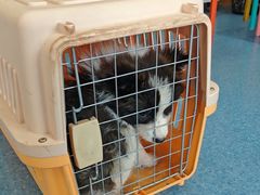 -佑安动物医院·全科·内窥镜中心(幸福巷店)