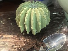 -山外山·林语花园餐厅