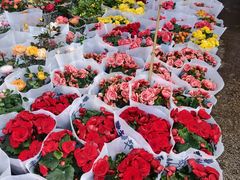 -桂林市花鸟市场