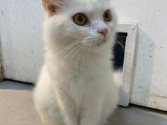 -Heymao猫咖.咖啡厅(东门店)