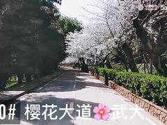 -武汉大学-樱园