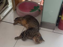 -纳吉亚猫专科动物医院博雅分院