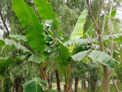 -昆山城市生态森林公园