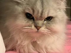 -FAELING PETS美天灵宠物(富力广场店)