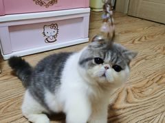 -宠爱国际动物医院· 猫科· 外科·中兽医(长白店)