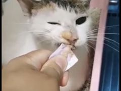-乐琪宠物医院·犬猫专科·骨外科·急重症