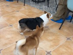 -Let's go狗咖·猫咖·奶狗·桌游(春熙路IFS店)