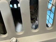 -宠颐生宠物医院·异宠猫科内科·诊疗中心宠巢店