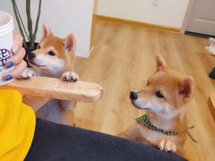 -柴犬小屋·柴餐厅·狗咖食堂(金鼎广场店)