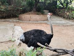 -深圳野生动物园