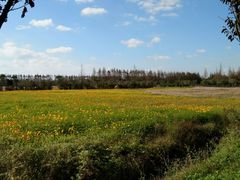 -上海长兴岛郊野公园