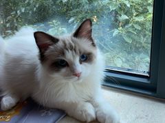 -宠颐生宠物医院·心肾内科·猫专科诊疗中心宠巢店
