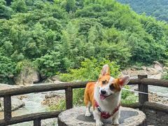 -萌宠之家·腊肠犬·马尔泰·小体犬舍