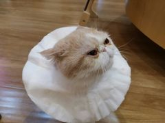 -滚猫咖啡·猫咖·猫友好撸猫(未来城店)
