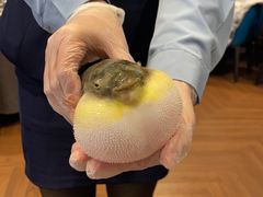 -肆月河豚·新淮扬(金融街店)