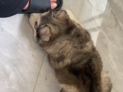 -关爱宠物医院·猫科中心·消化科(滨湖万达分院)