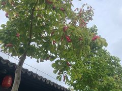 -东台西溪天仙缘景区