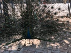 -长白岛森林公园