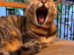 -猫的天空之城概念书店(杭州南宋御街店)