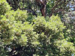 -墨尔本皇家植物园