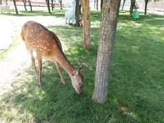 -北京鹿世界主题园