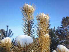 -北极村旅游风景区