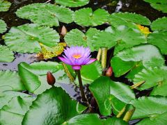 望江楼公园-望江楼公园