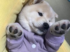-逗柴咖啡屋·狗咖猫咖宠物桌游