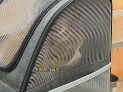 -瑞派长江宠物医院·猫科·外科·24小时夜护(谊城公寓分院)
