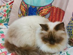 -more than meow吴止猫主题餐厅(承德 中船汇店)