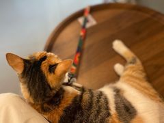 -Again Coffee Roaster(香蜜湖店)